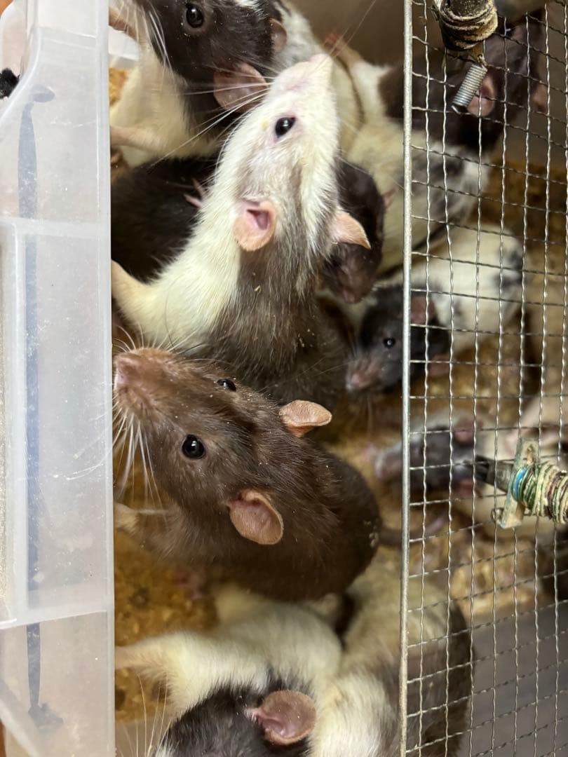 冷凍アダルトマウス ML 50匹