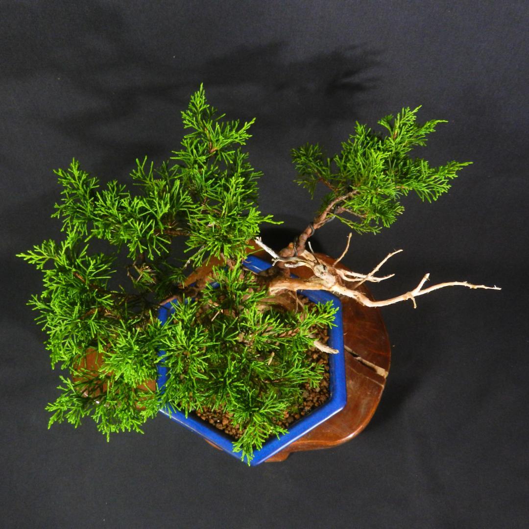 豆*郎様 【一起園芸】糸魚川真柏・小品盆栽◆人気盆栽樹・形良好な一品です◆