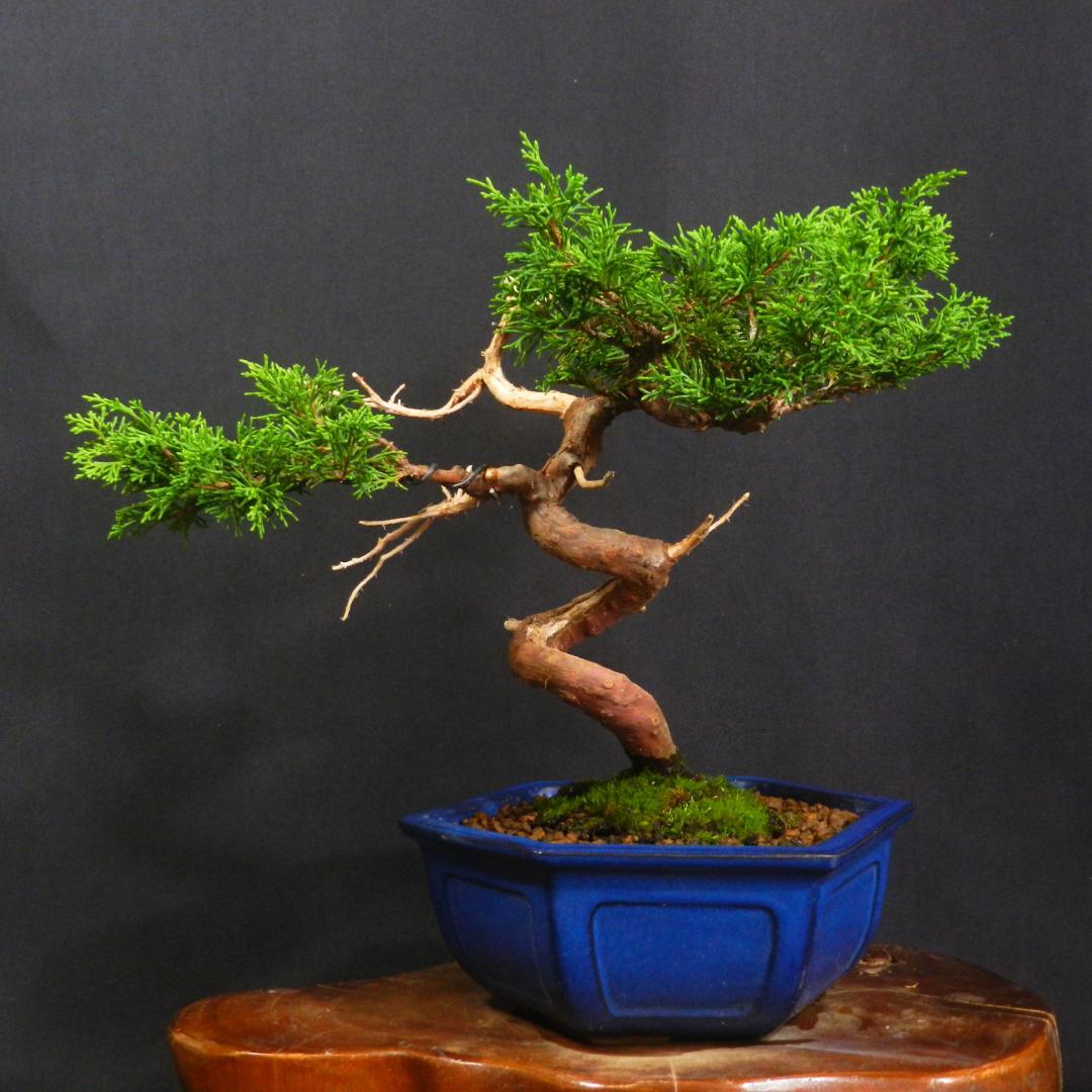 豆*郎様 【一起園芸】糸魚川真柏・小品盆栽◆人気盆栽樹・形良好な一品です◆