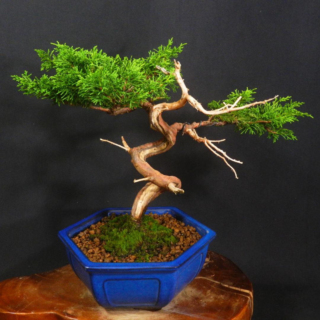 豆*郎様 【一起園芸】糸魚川真柏・小品盆栽◆人気盆栽樹・形良好な一品です◆