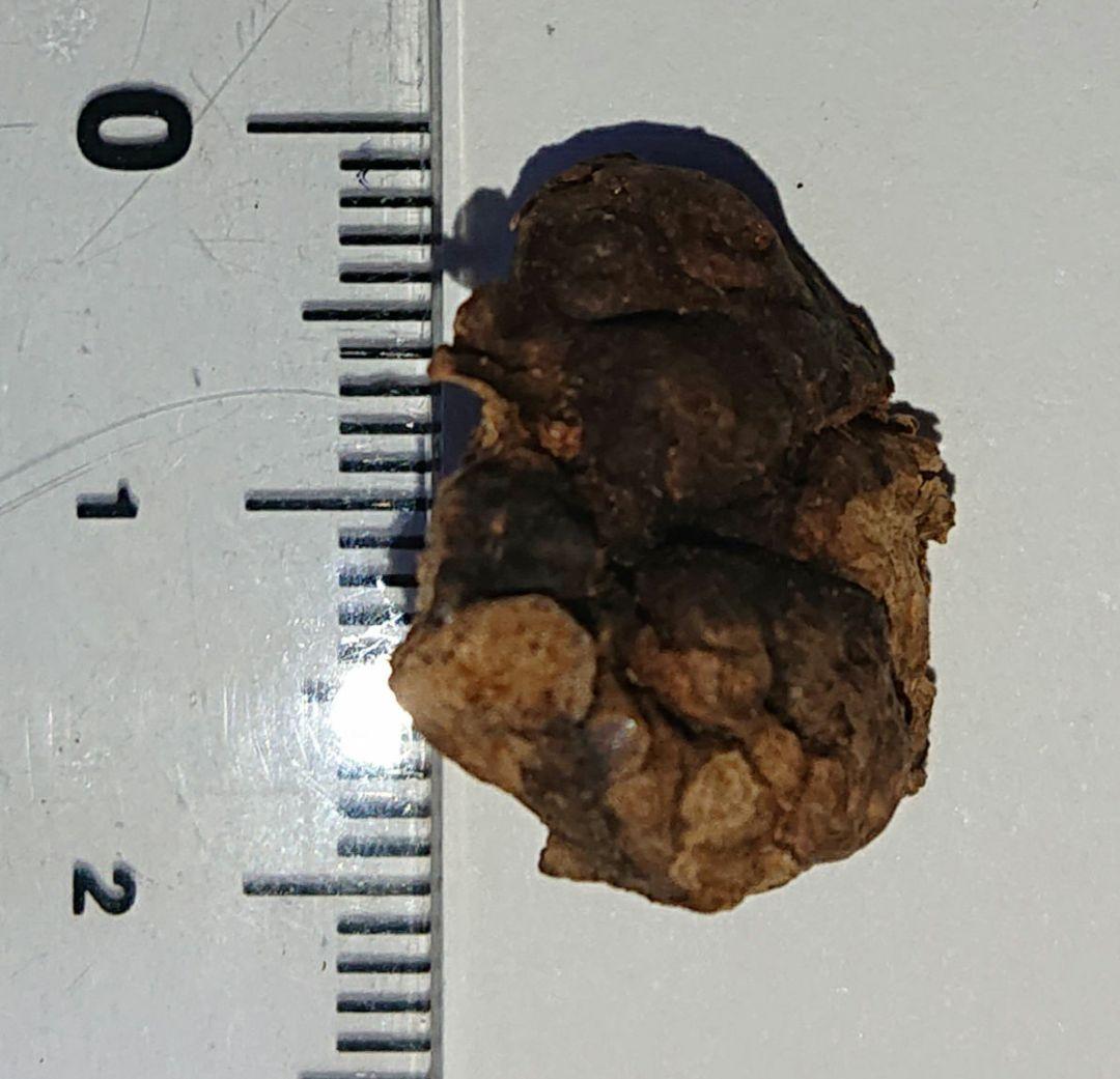 聞香・柬蒲寨産 根瘤黄花梨