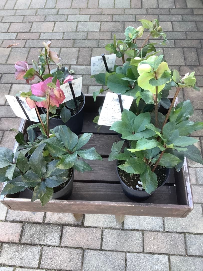 さかえ‼️氷の薔薇シリーズ　クリスマスローズ＊ビアンコ