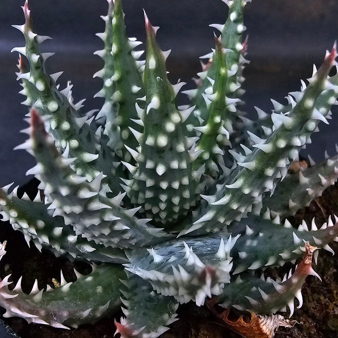 メルカリ便発送☆多肉植物 アロエ属 プラテンシス(実生選抜S5のカキコ苗)