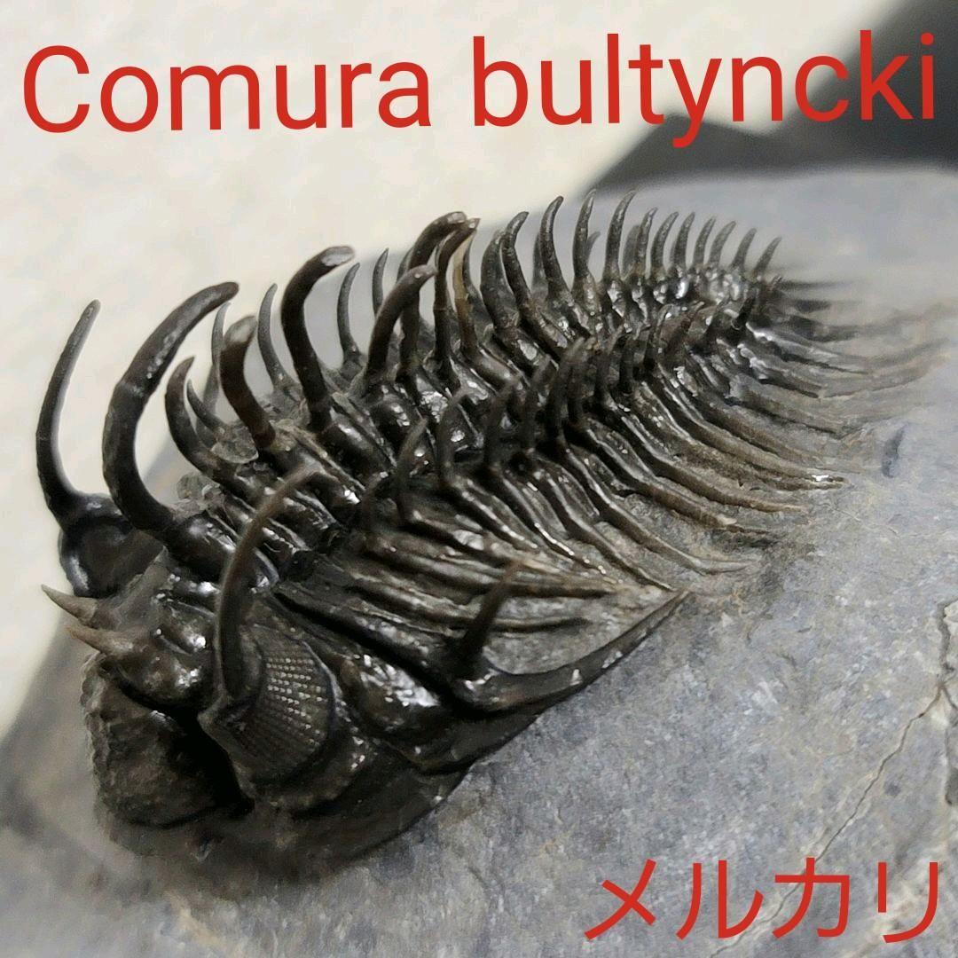 超棘棘！【Comura bultyncki】三葉虫 化石標本★trilobite