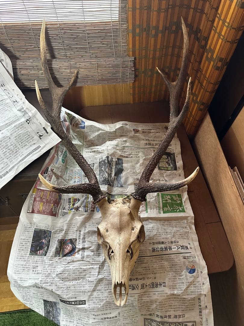 ニホンジカ　スカルトロフィー 【三段角50センチ超え】