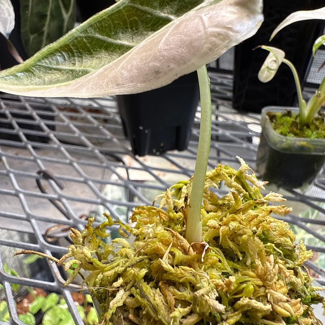 (*@様 選抜株 アロカシア ワトソニアナピンク