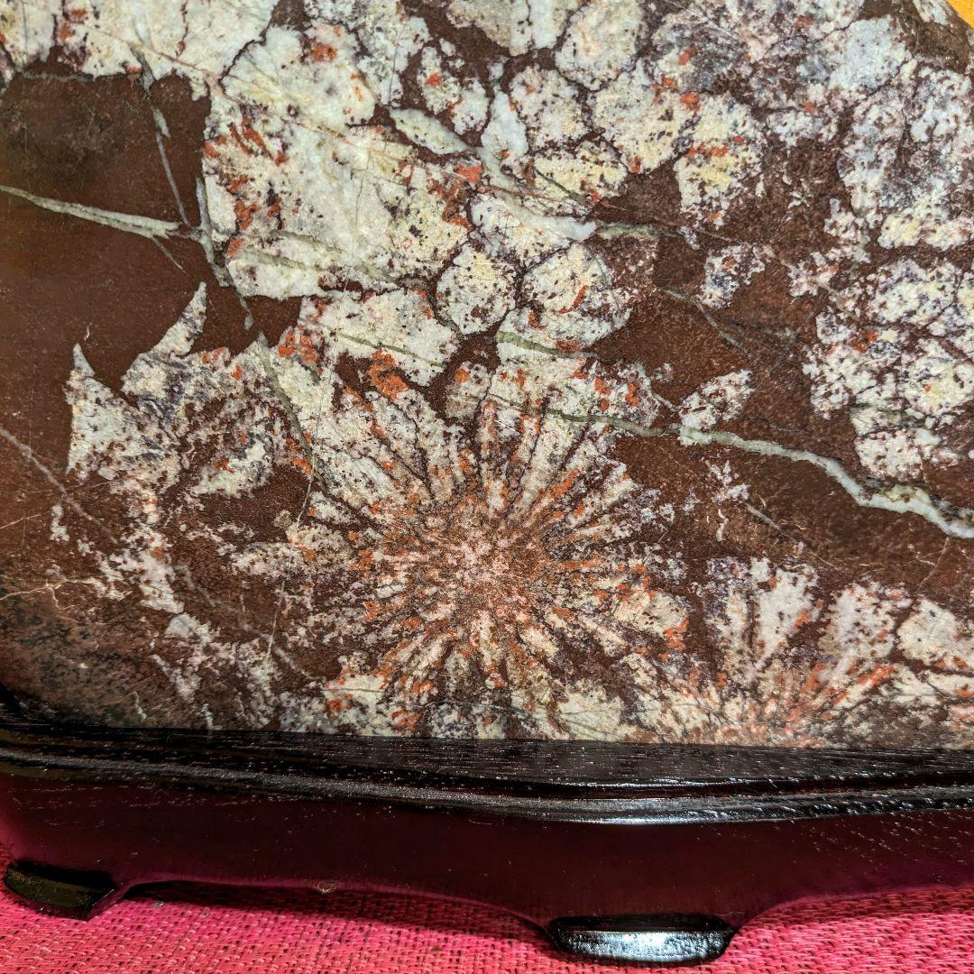 【Gojyo】菊花石 岐阜県根尾谷産5.2㌔ 鑑賞石 観賞石 水石 盆石