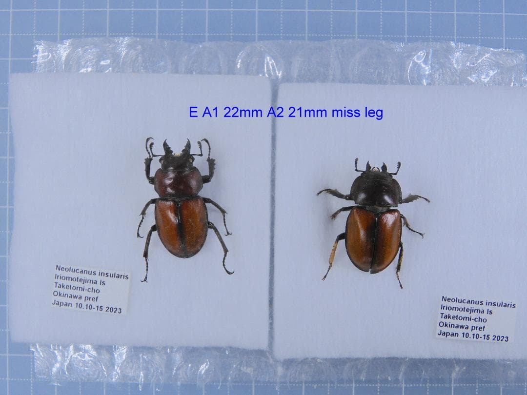 西表島産　チャイロマルバネクワガタ　22mm 21mm