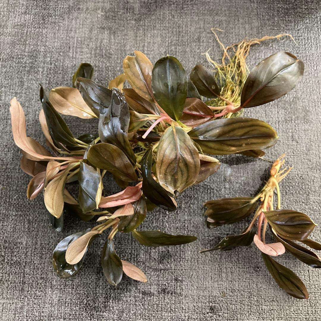 ⚠️明日まで限定出品⚠️ブセファランドラ 群生株