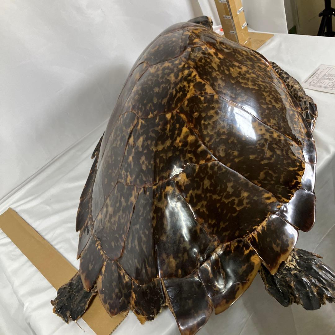 タイマイ亀の剥製　〔国際希少野生動植物種登録票有り〕