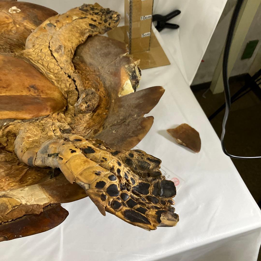 タイマイ亀の剥製　〔国際希少野生動植物種登録票有り〕