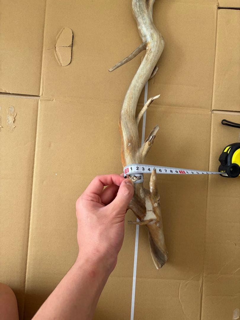 珊瑚　深海松 レインボーコーラル 原木