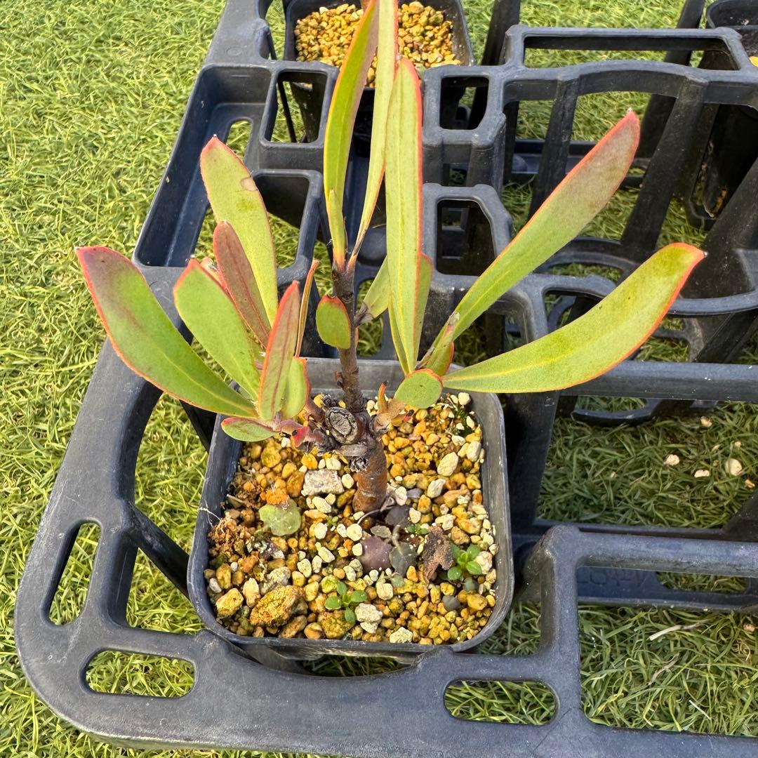 プロテア　スペシャルピンクアイス　or　ピンクアイス　挿木　発根済み　7株セット