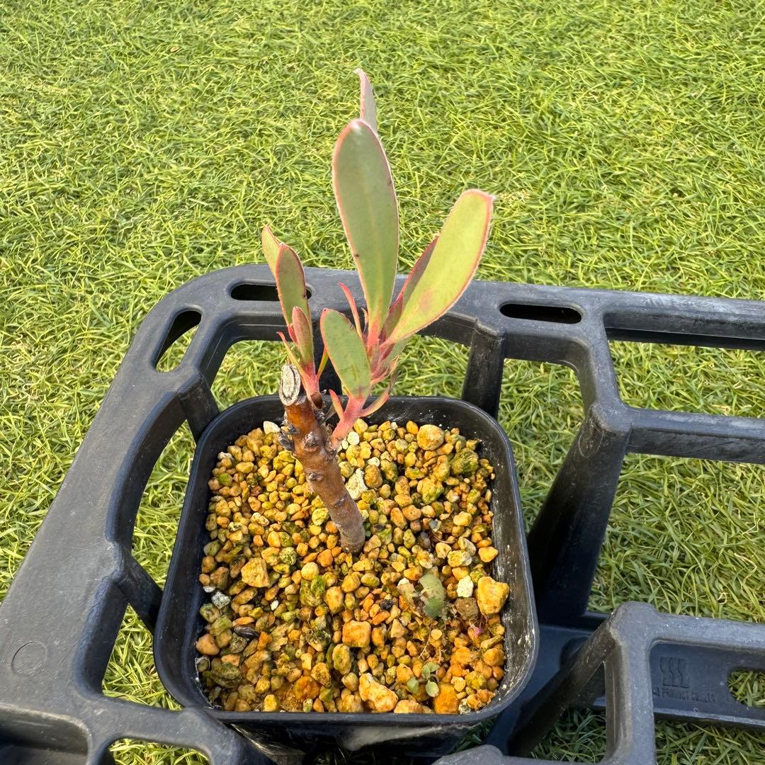 プロテア　スペシャルピンクアイス　or　ピンクアイス　挿木　発根済み　7株セット