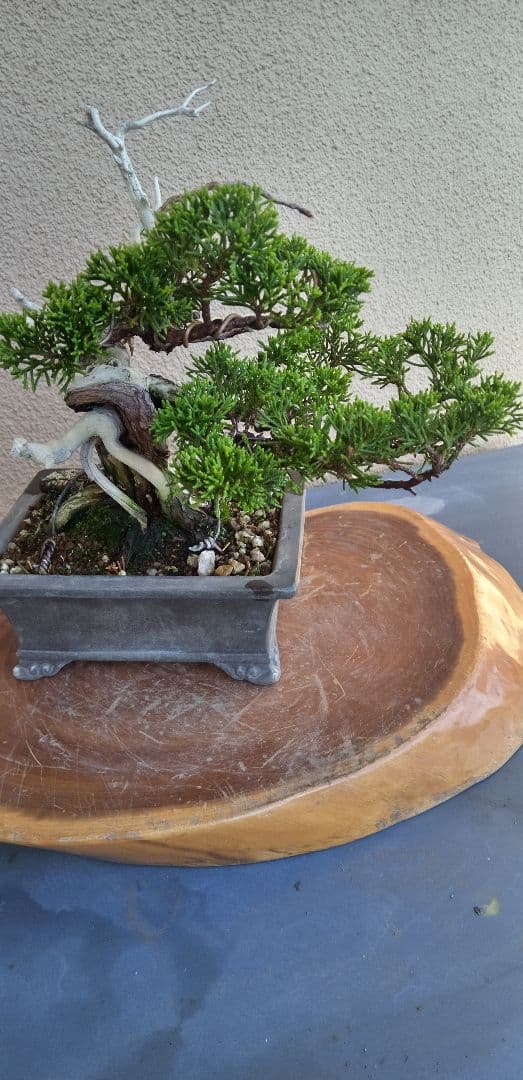 小品盆栽糸魚川真拍