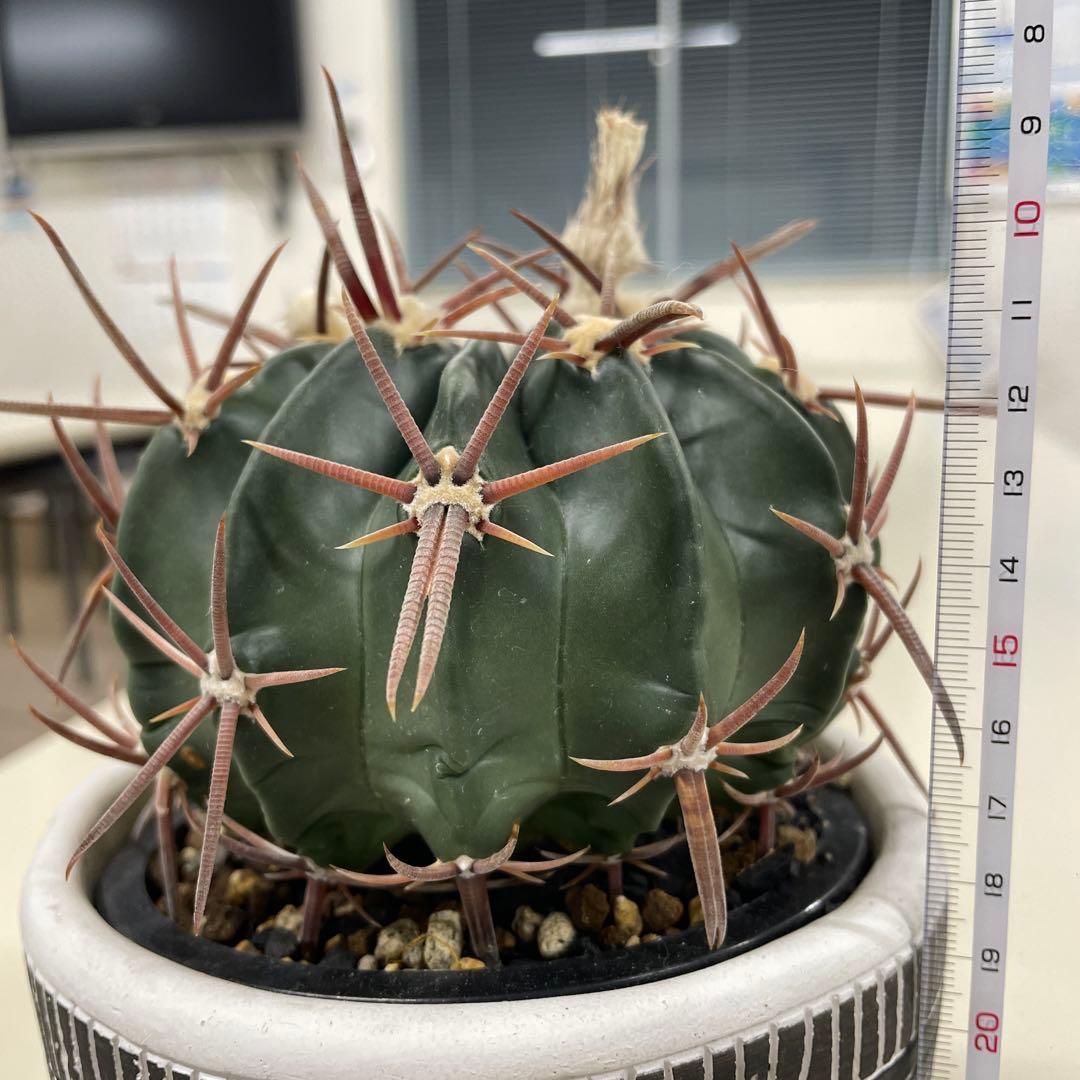 サボテン　綾波　実生