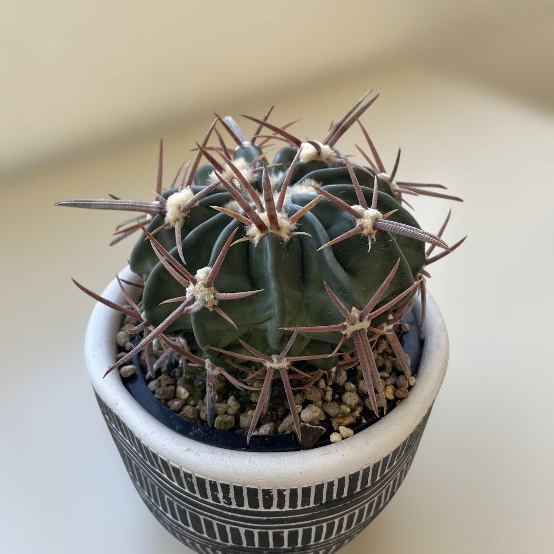 サボテン　綾波　実生