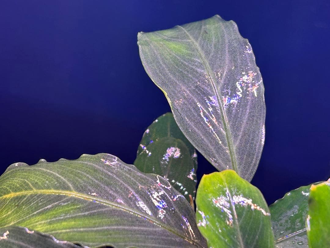 たお品Bucephalandra sp.Pearl gray【TB】