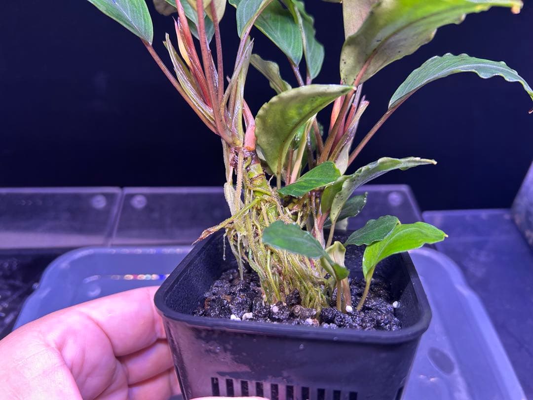 たお品Bucephalandra sp.Pearl gray【TB】