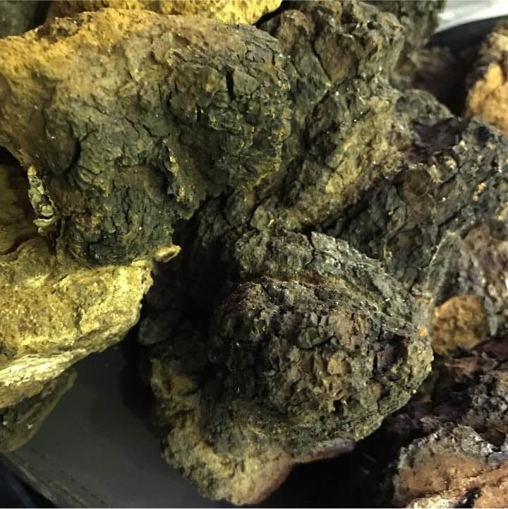 カバノアナタケ