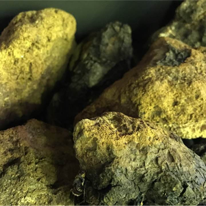 カバノアナタケ