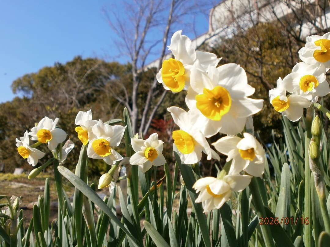 追加あり⭕️美品【動作確認済】OLYMPUS VG-110　オリンパス