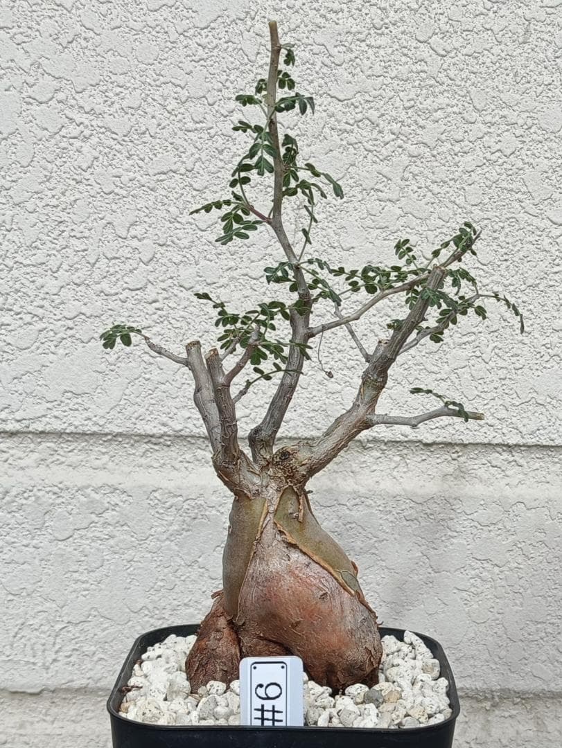 パキコルムスディスカラー 象の木 #6