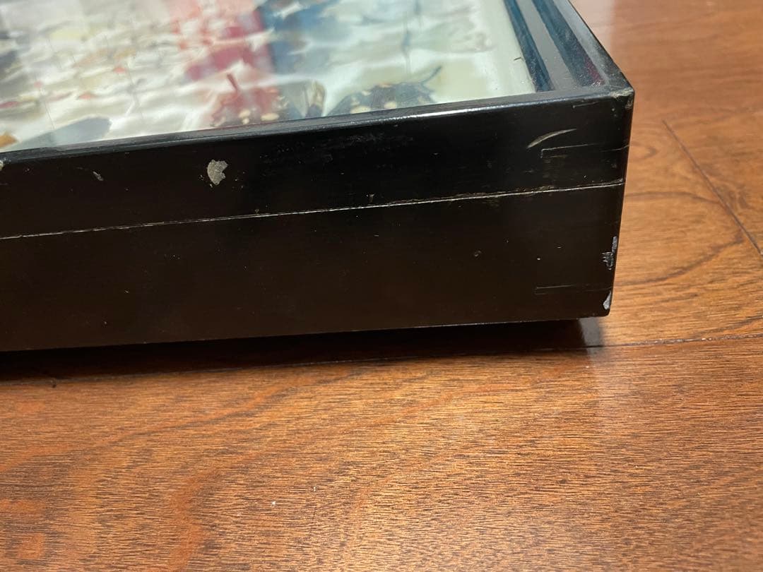 【蝶標本】ドルリーオオアゲハ他