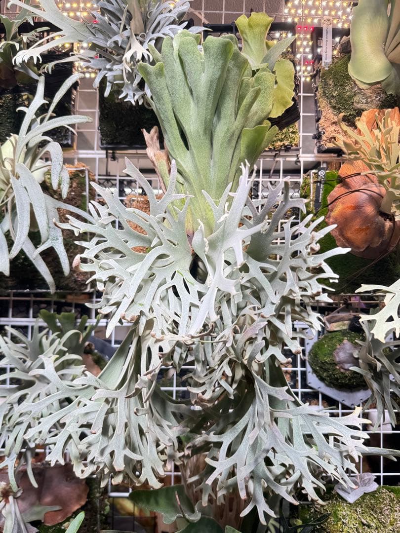 胞子　willinckii cv 伊右衛門　ビカクシダ