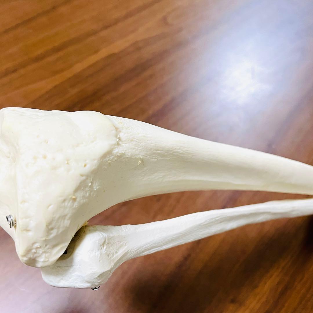 【中古品】人体模型 腕足セット バラ売り不可