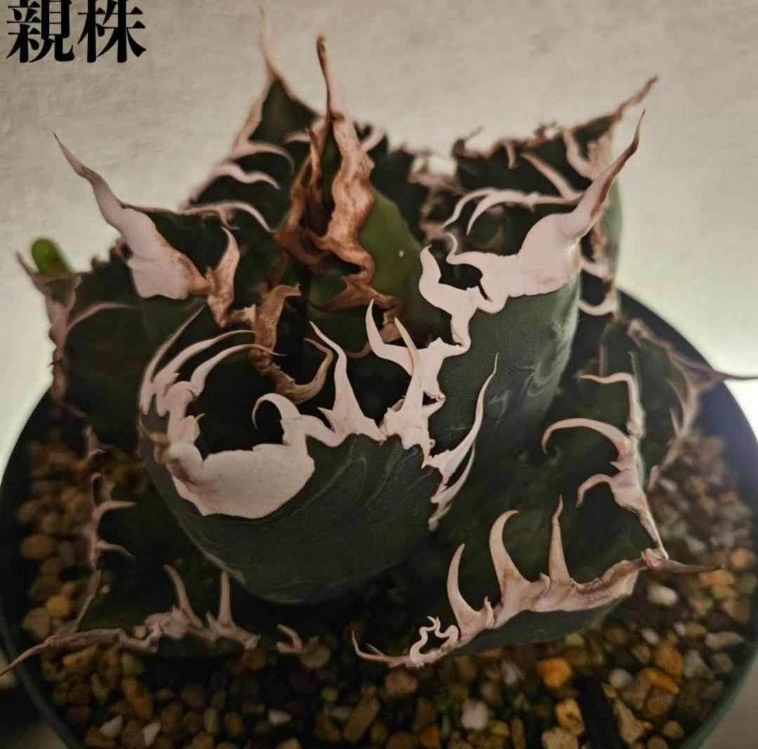 【発根済】アガベ　スーパーチタノタ　バケモノ　悪魔くん