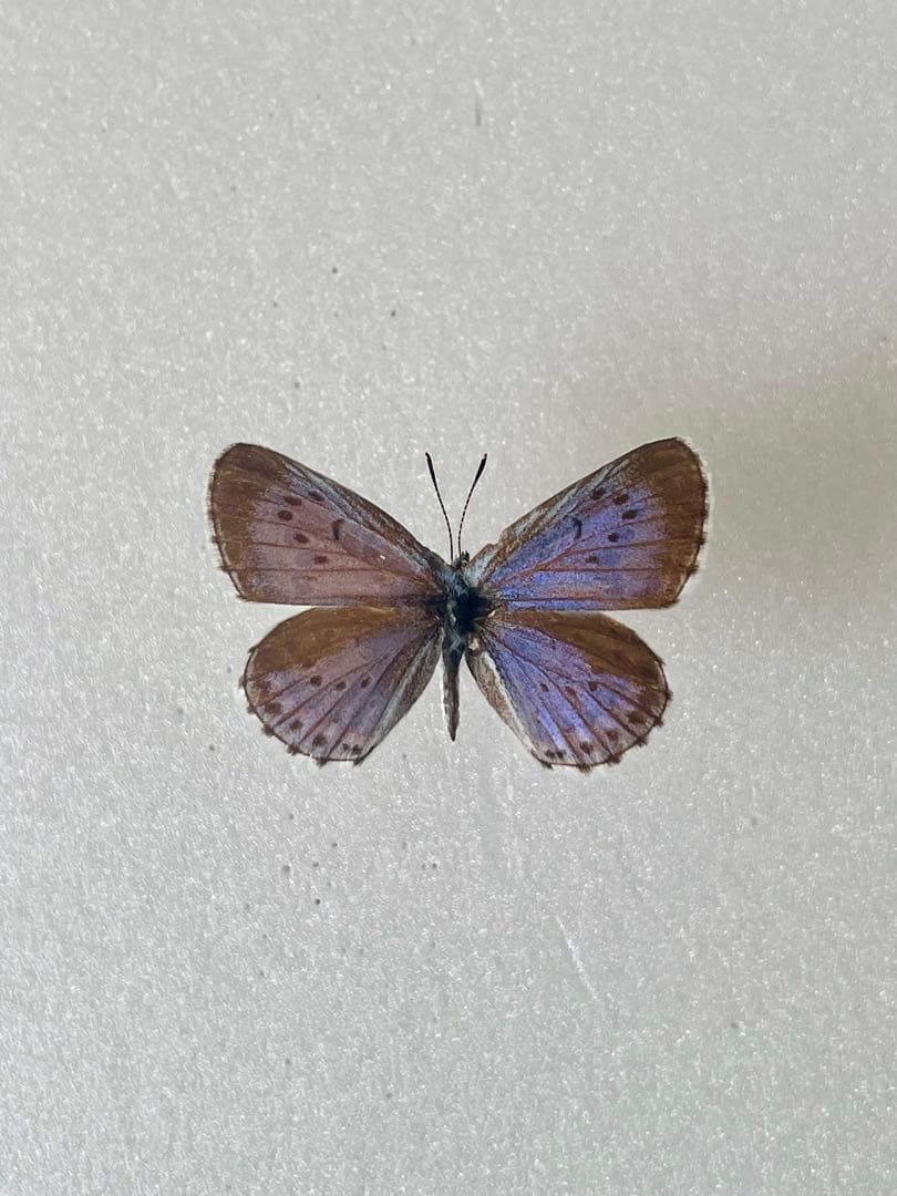 【1967年採集】オオルリシジミ（メス、青森県岩木山嶺）