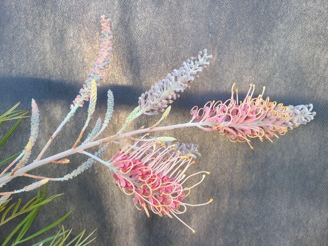 【花芽付き・大株】グレビレア ピンクサプライズ 7号鉢 高さ約200cm 希少