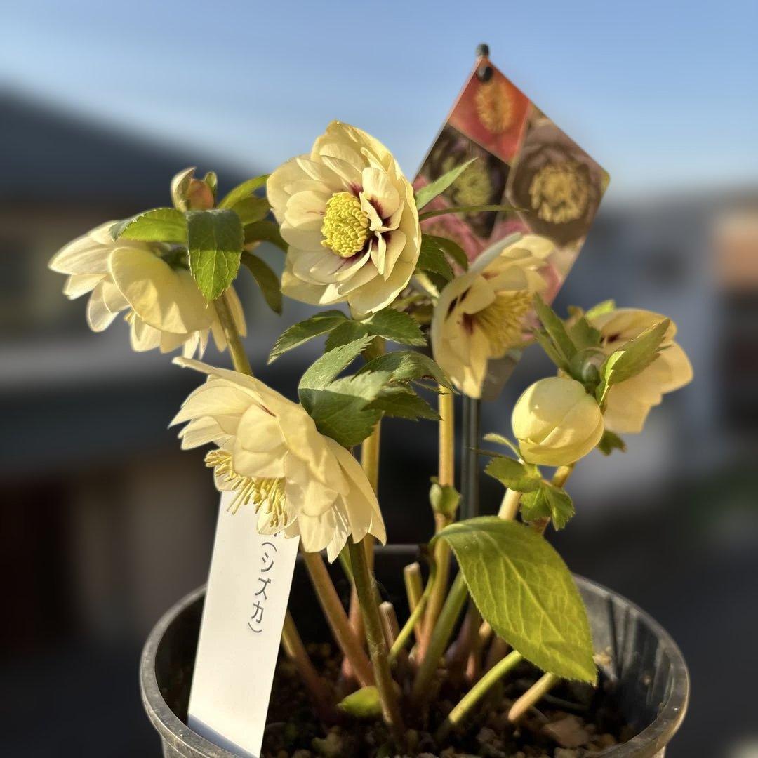 まい様ご依頼品