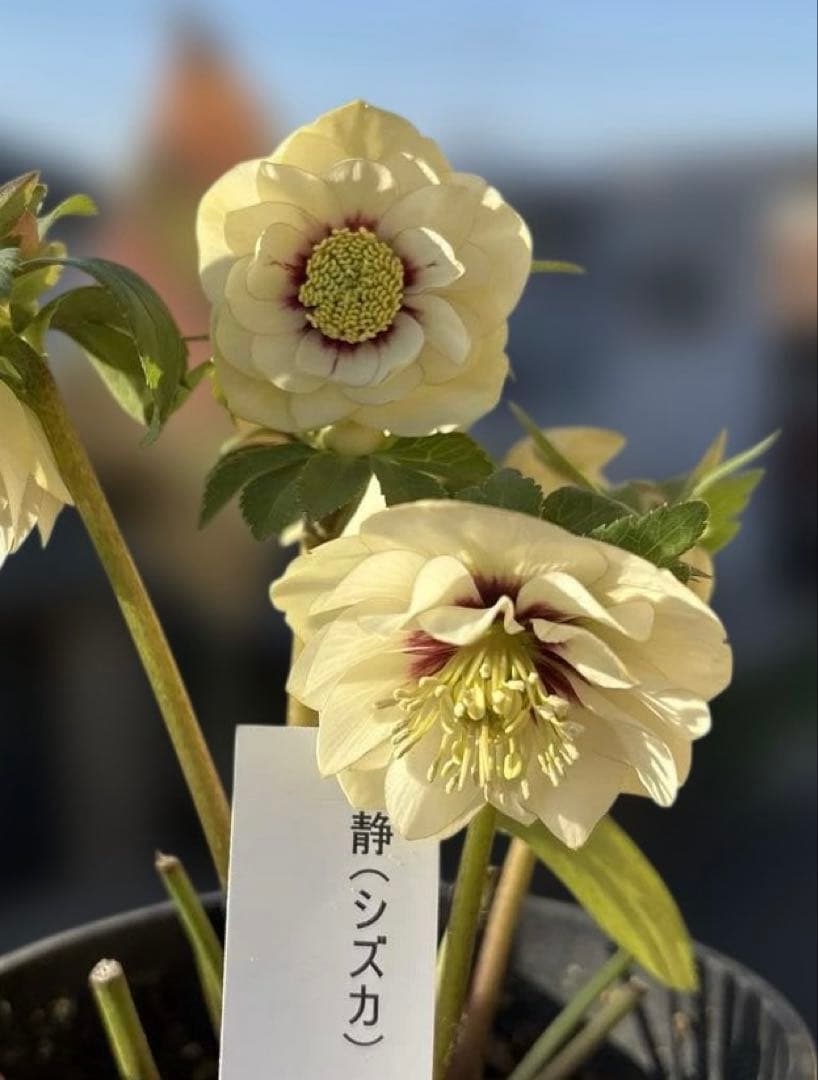 まい様ご依頼品