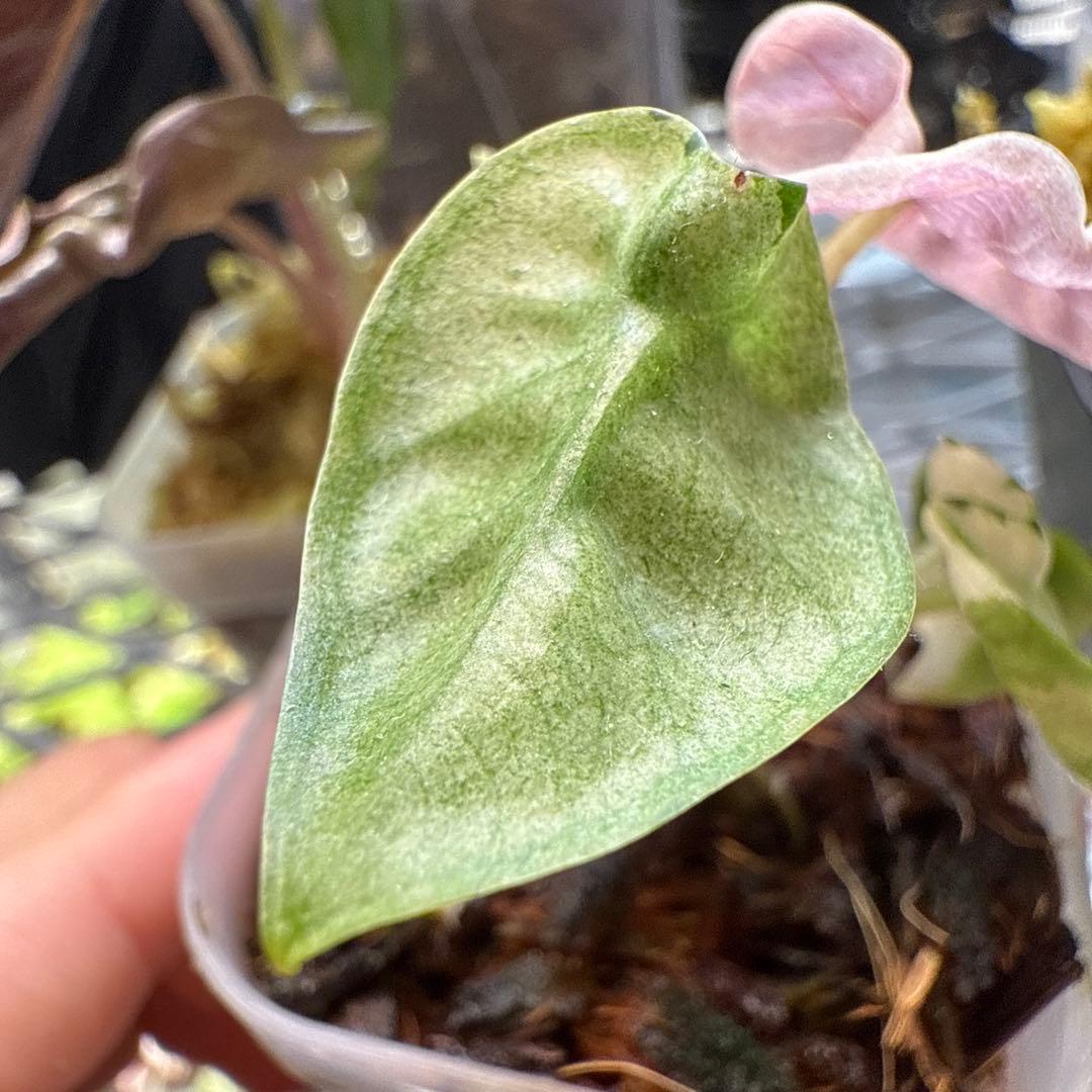 じ*む様 格安 アロカシア ハートバルーン ピンク