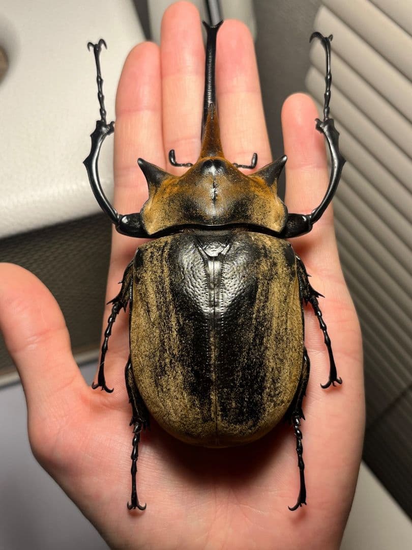 【WC123mm】エレファスゾウカブト コーカサスオオカブト 昆虫標本