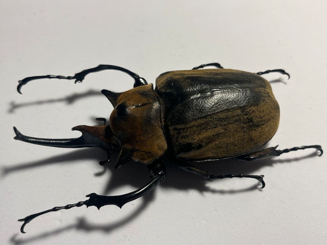 【WC123mm】エレファスゾウカブト コーカサスオオカブト 昆虫標本