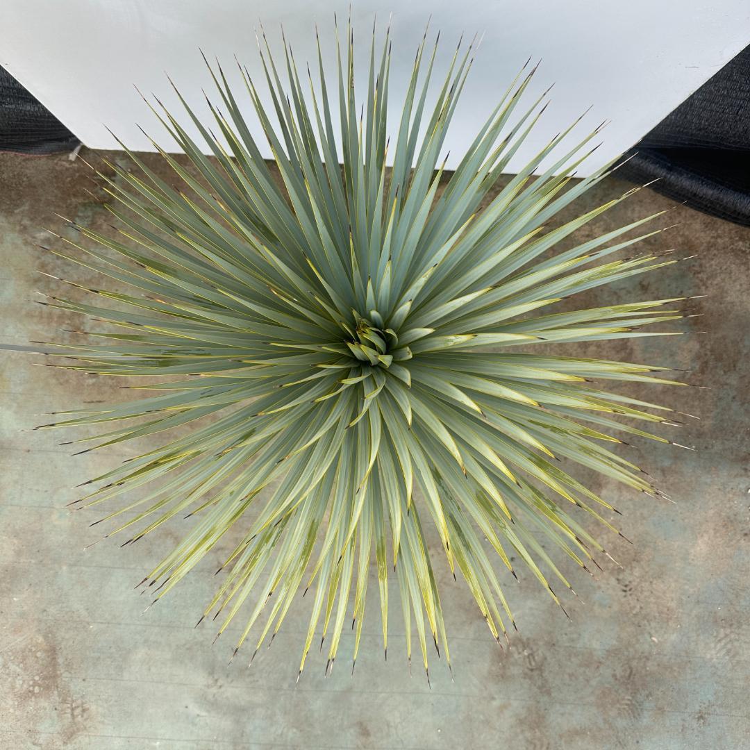 ユッカ　ロストラータ【24-656】超超美形　シルバーブルー