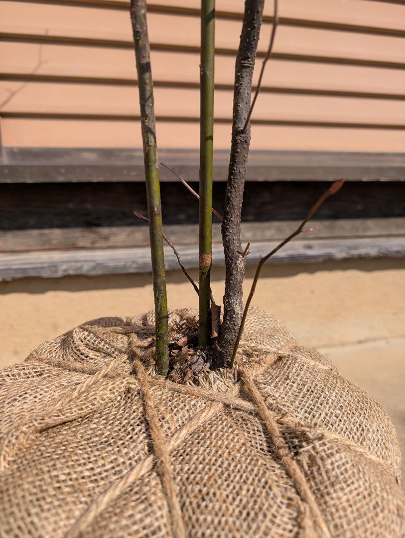 クロモジ　株立　①