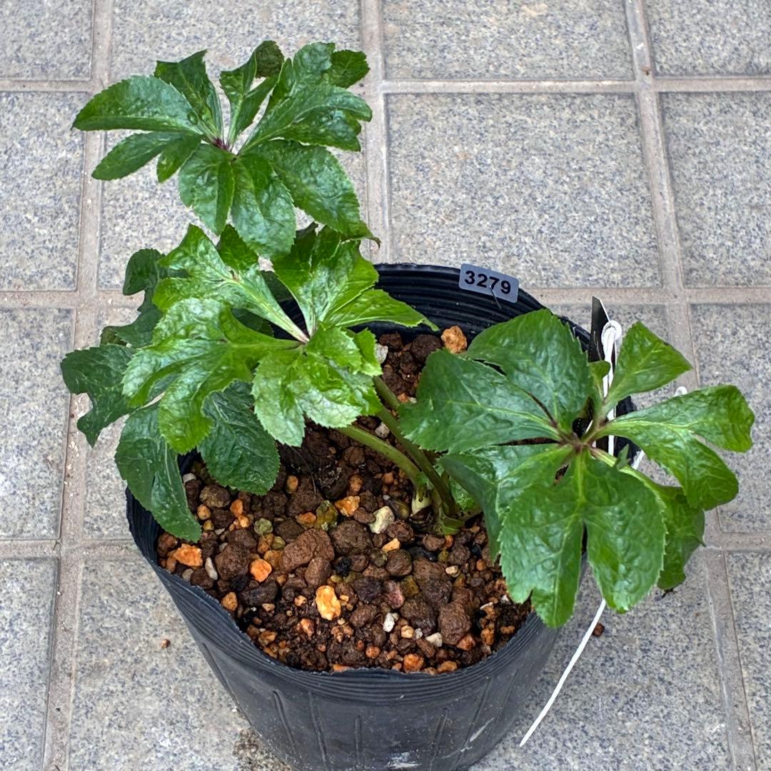 ち*ん様 ☘️ラスト2☘️タグ付き☘️新葉ワサワサ3279⭐️NEW⭐️Choc