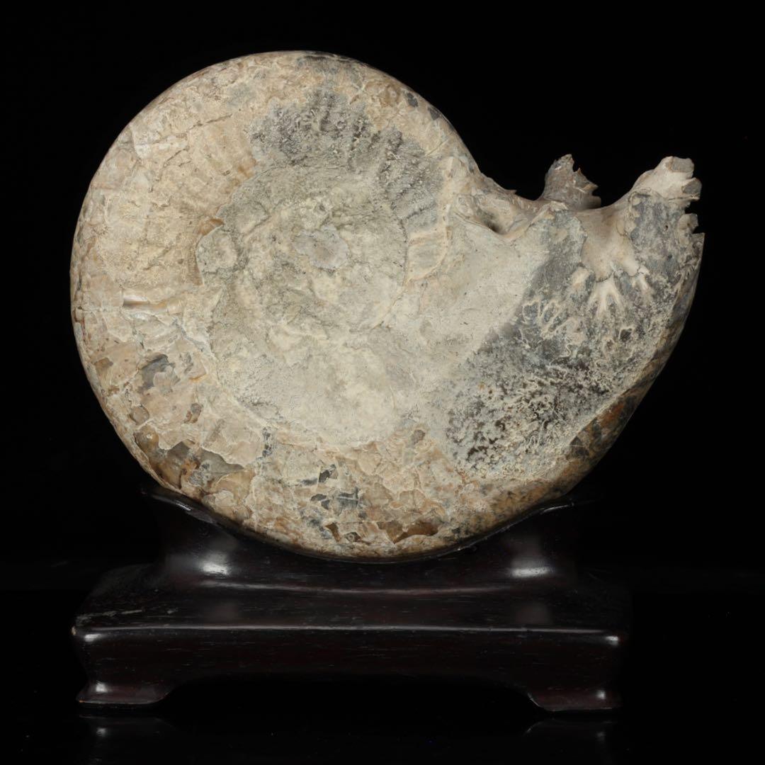 天然アンモナイト化石 重量3.2kg 台座付 古生物標本 鑑賞石 古美術 骨董品