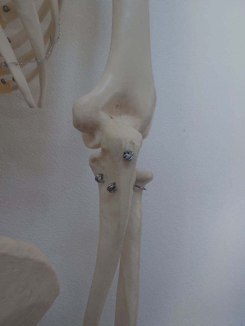 【京都滋賀直接】ソムソ社全身模型可動式170cm人体模型ドイツキャスター付き