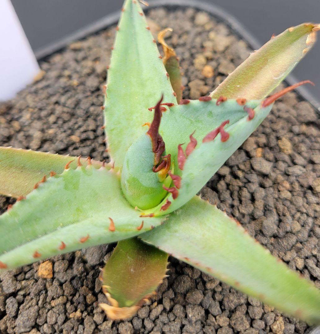 アガベ　エボリスピナ×BB（ブラック＆ブルー）ハイブリッド