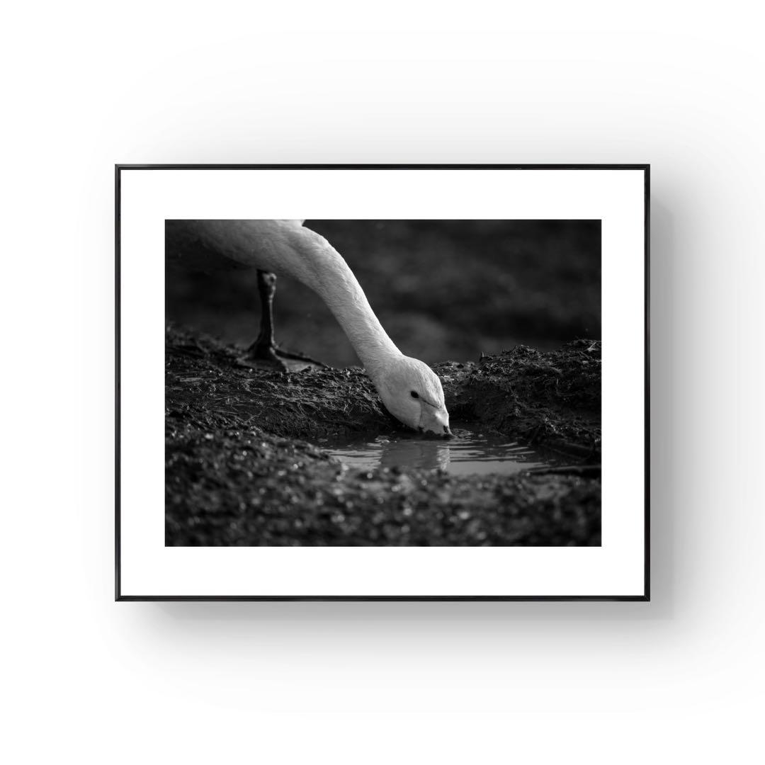 モノクロ写真作品「白鳥」A3サイズ アート インテリア