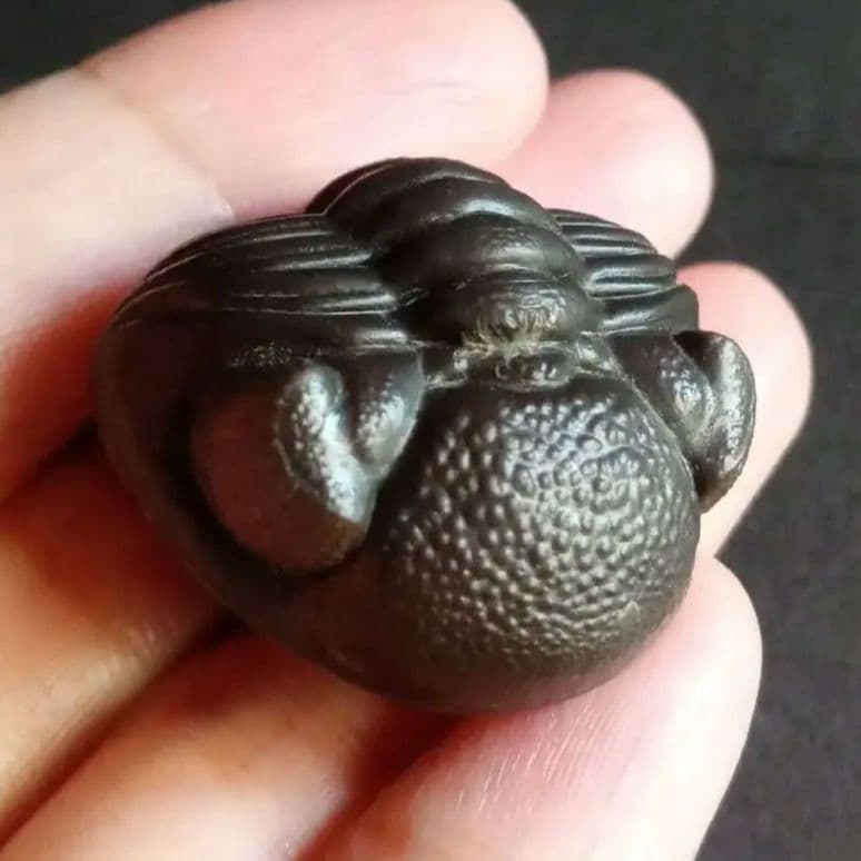 USA　三葉虫　エルドレドゲオスプ　33mm