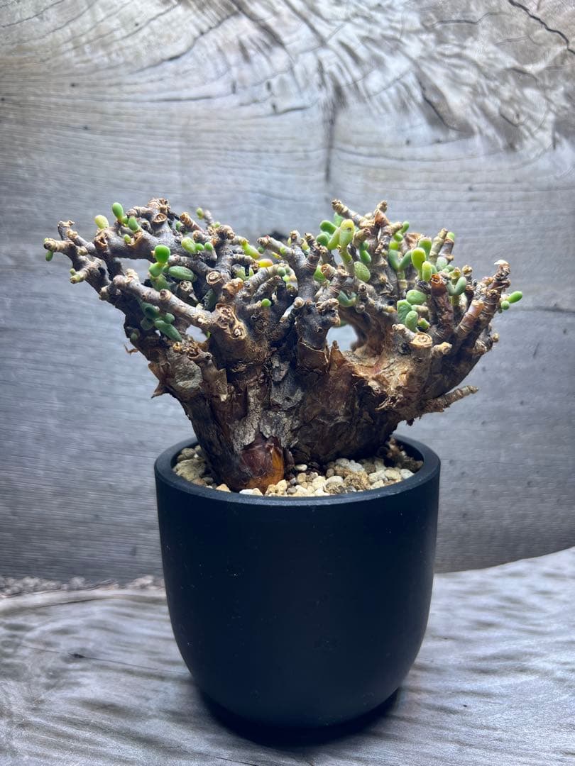 発根済　ケラリアピグマエア　ベアルート株　③