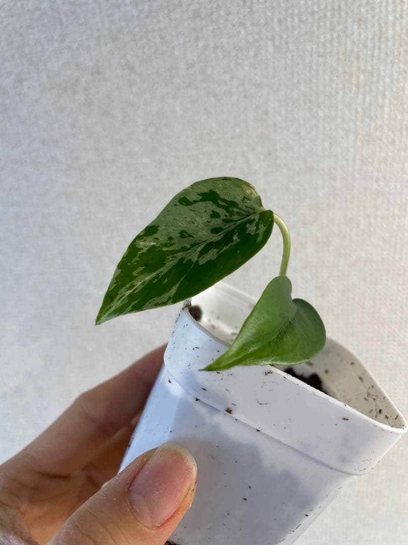 し*お様 モンステラ　デリシオーサ　バルバソー