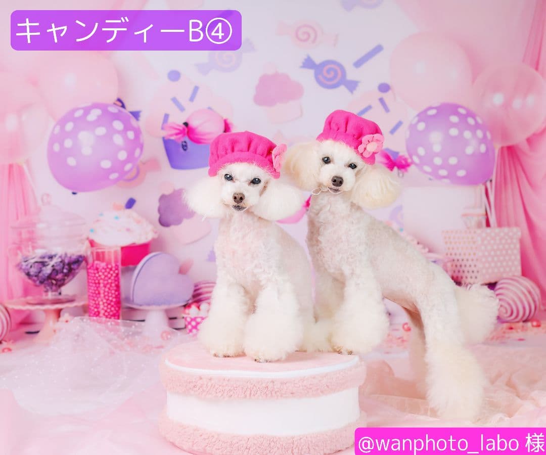 背景布×10枚+2　ペット撮影用ブース　トリミングチョーカー販売中　ペットサロン