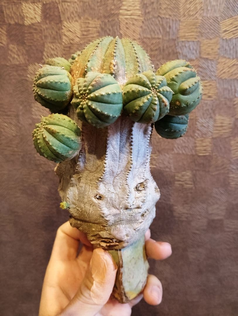 特選 特大 木質化 ユーフォルビア オールド オベサ 斑入り 子株付き